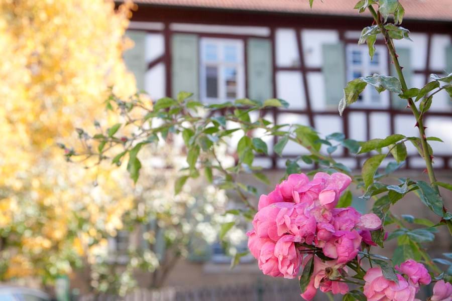 Rosen Reckendorf